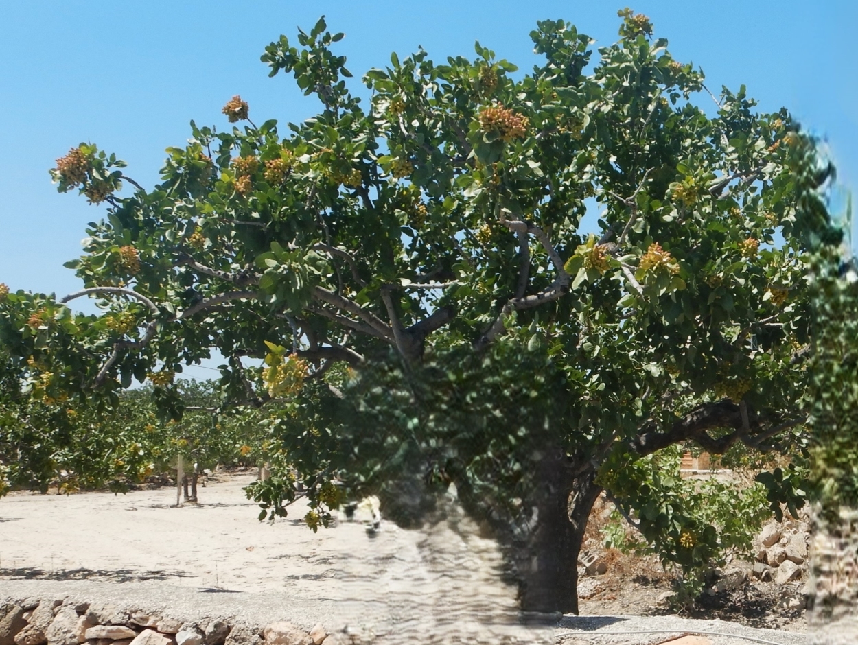 Pistazienbaum